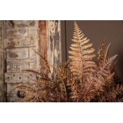 Fern Plant